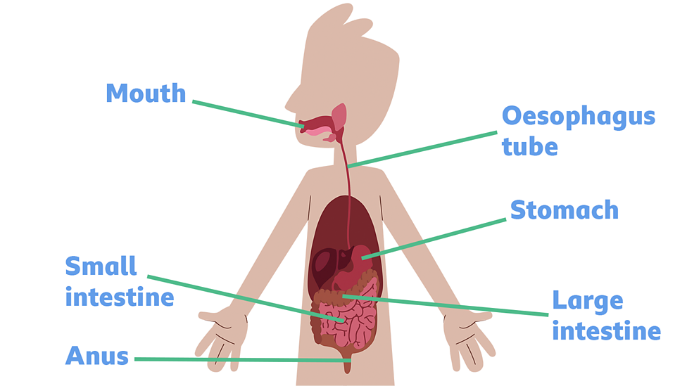 The digestive system