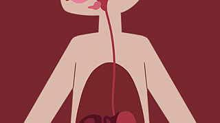 The oesophagus