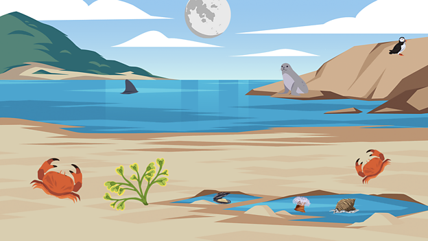 The Moon's gravity is why our sea goes in and out again with the tides