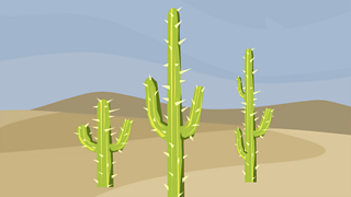 Cacti in the desert