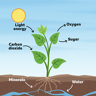 A diagram of photosynthesis