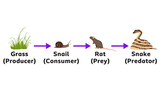 1. Plants are producers in food chains