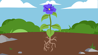 4. Plants produce oxygen