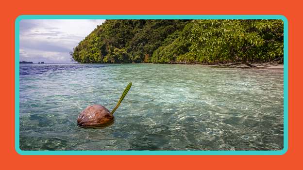 Plants growing near a river or the sea may use the flowing water to transport their seeds.