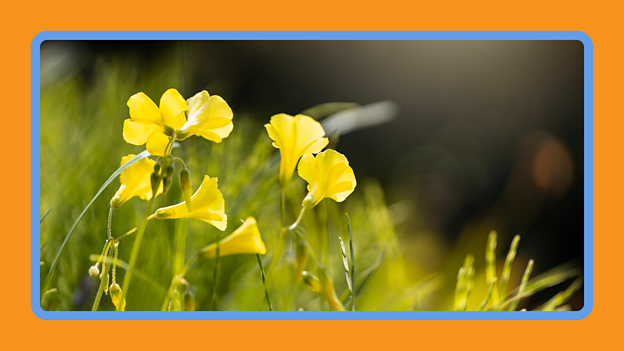 Some seed pods are designed to explode and throw the seeds a good distance from the parent plant.