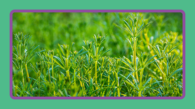 Many plants also use animals to carry their seeds. This type of seed may have handy hooks which attach to an animal’s fur.