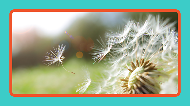 Some seeds are transported by the wind and are shaped to float, glide or spin through the air.