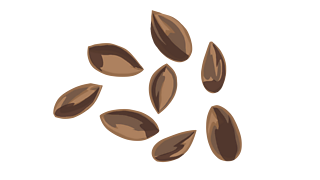 Some plants grow from seeds