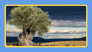 Room and time to grow