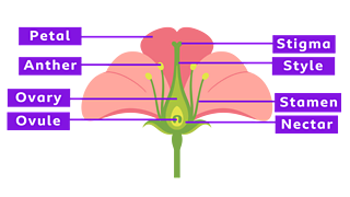 A diagram of a plant's sexual organs.