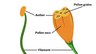 A diagram of a anther.