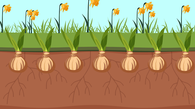 Daffodils produce bulbs which helps them reproduce asexually.