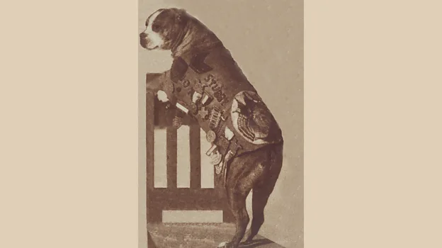 Stubby earned a lot of medals for his services to war