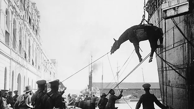 Horses carried wounded soldiers or weaponry
