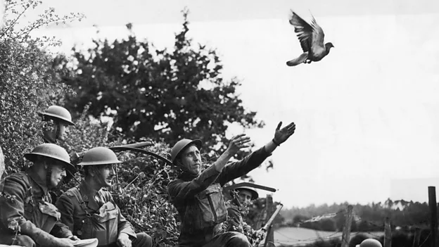Carrier pigeons were used as messengers during the war