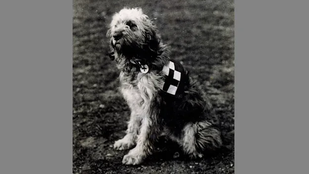 Casualty dogs were trained to find wounded or dying soldiers