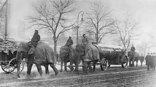 Elephants helped to pull artillery