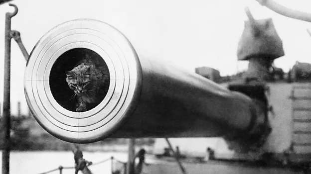 Togo the cat lived with the crew of the HMS Irresistible