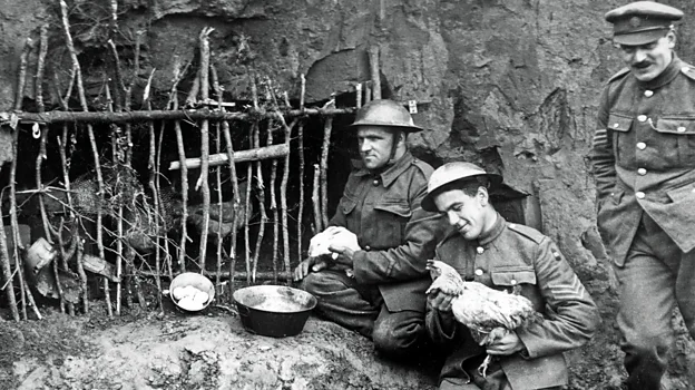 Chickens were kept in the trenches by some British soldiers